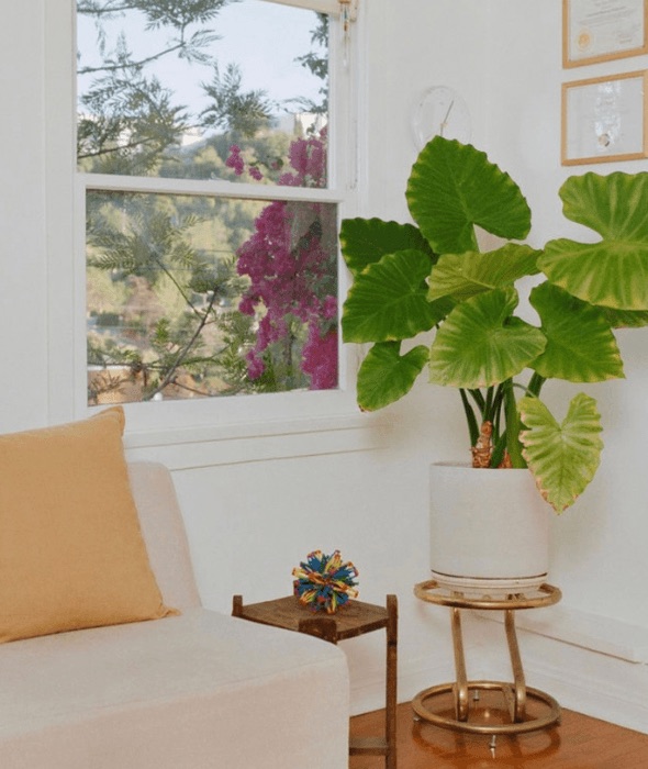 A corner of the Echo Park practice room with an armchair, a tall plant and a window onto flowering trees